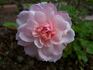 Lisette rose photo