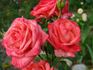 Miss Elvis rose photo