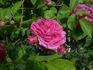 Agar rose photo