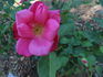 Madame Antoine Rébé rose photo