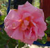 Georg Geuder rose photo