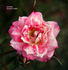 Jewel Box rose photo