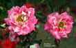 Jewel Box rose photo