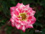 Jewel Box rose photo