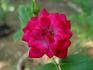 Ruby ™ rose photo