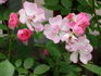 Adrian Reverchon rose photo