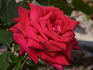 Sommerduft ® rose photo