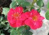 Warm rose photo