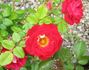 Teeny Bopper™ rose photo
