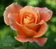 Hawaiian Sunset rose photo