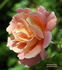 Hawaiian Sunset rose photo