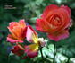 Forty-niner rose photo
