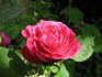 Paul Verdier rose photo