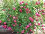 Paul Verdier rose photo