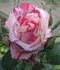 Chaim Soutine rose photo