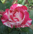 Chaim Soutine rose photo