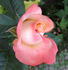 Belle Perle rose photo