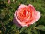 Chantré rose photo