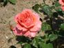 Chantré rose photo