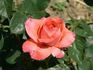 Chantré rose photo
