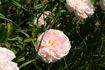 Marco Polo rose photo