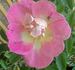Rhodophile Gravereaux rose photo