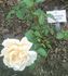 Otto Krauss rose photo
