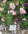 Madame Ancelot rose photo