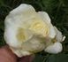 Lady Mary Corry rose photo
