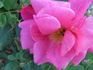 Madame Antoine Rébé rose photo