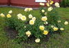 Spanish Sun rose photo