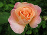 Golden Blush rose photo