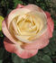 Belle Perle rose photo