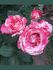 Chaim Soutine rose photo