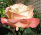 Belle Perle rose photo