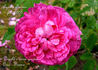 Agathe Fatime rose photo