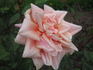 Madame Albert Bernardin rose photo