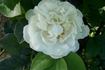 Blanc Pur rose photo