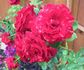 Dynamite ™ rose photo