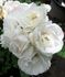 Fragrant Wave ™ rose photo