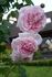 Weetwood rose photo