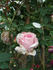 Glarona rose photo