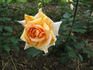 Chamois Doré rose photo