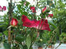 Brindis rose photo