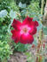 Brindis rose photo