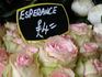 Espérance ™ rose photo
