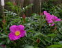 Corylus rose photo