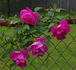 Lowe's Eglantine rose photo