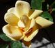 Elegante Edith rose photo
