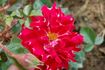 Romantic Ruffles rose photo